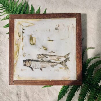 Fish fossil prints on plaster - Image 2