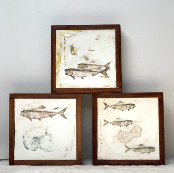 Fish fossil prints on plaster