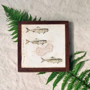 Fish fossil prints on plaster - Image 4